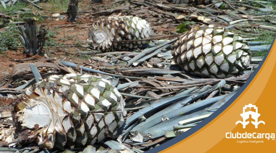 Industria tequilera beneficiada pese a la pandemia por Covid-19