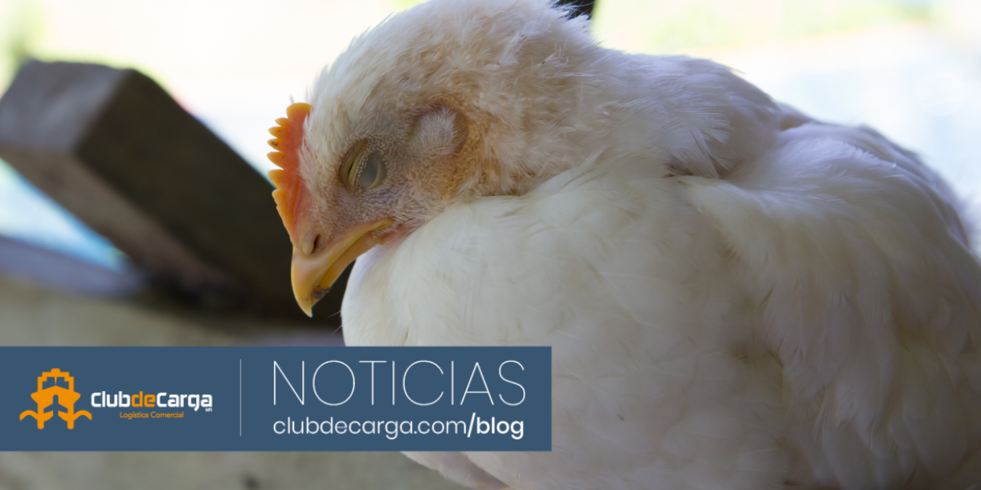 Chile: Suspensión de exportaciones de carnes de ave por influenza aviar
