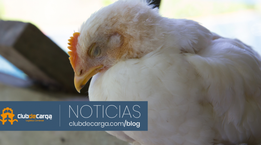 Chile: Suspensión de exportaciones de carnes de ave por influenza aviar