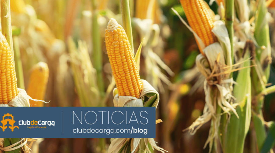 Estados Unidos activa panel comercial contra México por política de maíz transgénico
